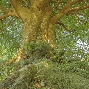 A large tree with a thick trunk and sprawling roots