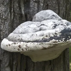 Large tree trunk fungus on a tree in the forest Large tree trunk fungus on a tree in the forest