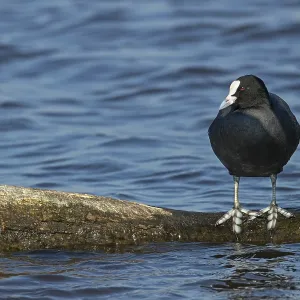 The large webbed feet of the coot (Fulica atra) are clearly recognisable