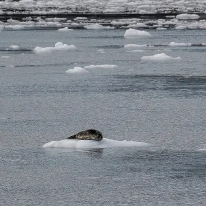 Largha seal (Phoca largha) on an ice floe