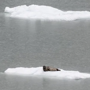 Largha seal (Phoca largha) on an ice floe