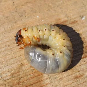 The larvae of the May beetle. Cheburgolskaya