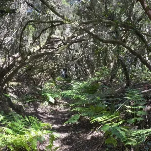 Las Mercedes, Laurel forest, Tenerife