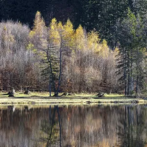 Late autumn, water reflection in moor pond