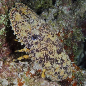 Lateral close-up of a camouflaged sea creature with distinctive patterns