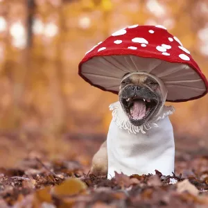 Laughing French Bulldog in Fly Agaric Costume Autumn Print