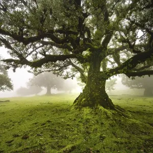 Laurel Tree Print in Misty Forest
