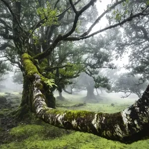Laurel trees overgrown with moss and plants in the mist Laurel trees overgrown with moss and plants in the mist