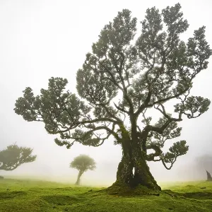 Laurel trees overgrown with moss and plants in the mist Laurel trees overgrown with moss and plants in the mist