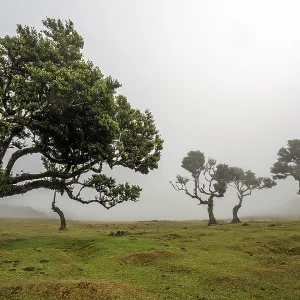 Laurel trees overgrown with moss and plants in the mist
