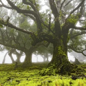 Laurel trees overgrown with moss and plants in the mist