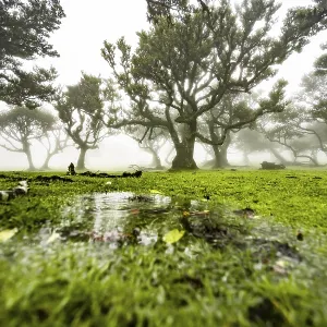 Laurel trees overgrown with moss and plants in the mist