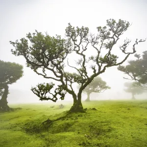 Laurel trees overgrown with moss and plants in the mist