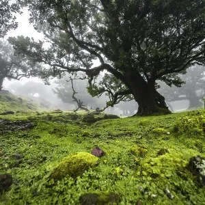Laurel trees overgrown with moss and plants in the mist