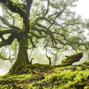 Laurel trees overgrown with moss and plants in the mist Laurel trees overgrown with moss and plants in the mist