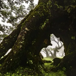 Laurel trees overgrown with moss and plants in the mist Laurel trees overgrown with moss and plants in the mist