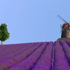 Lavender field with mill and tree