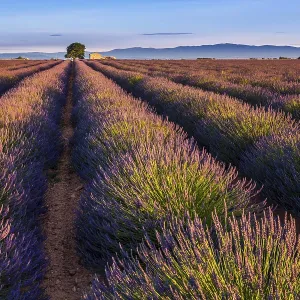 Lavender fields (Lavandula angustifolia) Lavender fields (Lavandula angustifolia)