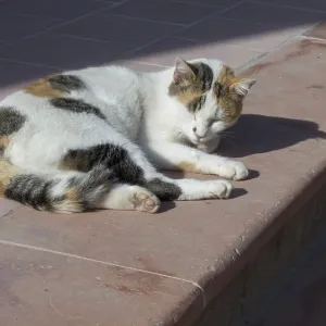Lazy cat dozing off on a sunny staircase Lazy cat dozing off on a sunny staircase