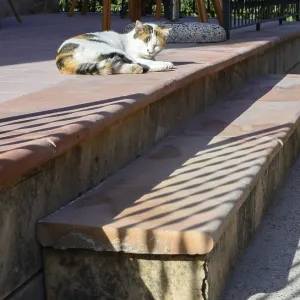 Lazy cat dozing off on a sunny staircase Lazy cat dozing off on a sunny staircase