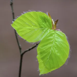 Leaf of a beech (Fagus sylvatica) sprouts from a bud