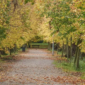 A leaf-covered path through an autumnal forest with yellow leaves on the trees A leaf-covered path through an autumnal forest with yellow leaves on the trees