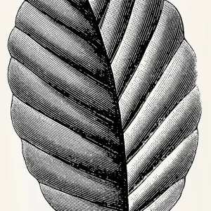Leaf of Fagus sylvatica (European beech)