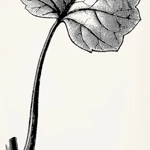 Leaf of Ficaria verna (Ranunculus ficaria)