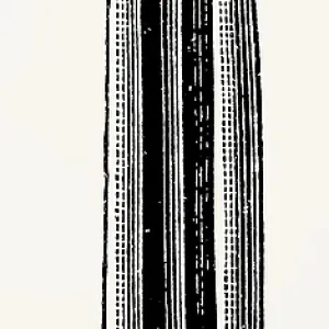 Leaf of Rhododendron tomentosum (Ledum palustre)