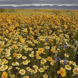 Leaf stem tick seeds (Coreopsis calliopsidea) and tidy-tips (Layia sp)