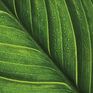 Leaf veins