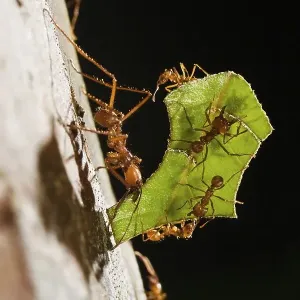 Leafcutter Ants (Atta cephalotes)