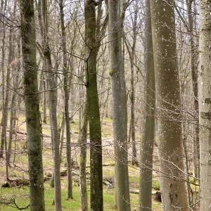 Leafless beech forest in autumnal mood with leaves on the ground Leafless beech forest in autumnal mood with leaves on the ground