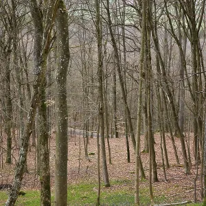 Leafless beech forest in autumnal mood with leaves on the ground