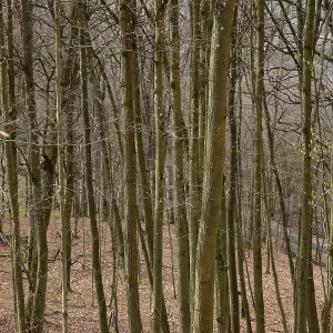 Leafless beech forest in autumnal mood with leaves on the ground Leafless beech forest in autumnal mood with leaves on the ground