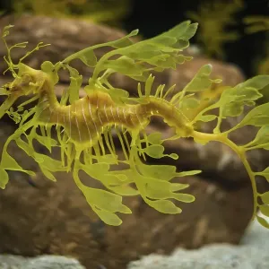 Leafy Seadragon Phycodurus eques or Glauert's seadragon marine fish underwater Leafy Seadragon Phycodurus eques or Leafy Seadragon Phycodurus eques or Glauert's seadragon marine fish underwater Leafy Seadragon Phycodurus eques or