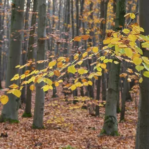 Autumn Beech Leaves Print, Friedewald Germany Autumn Beech Leaves Print, Friedewald Germany