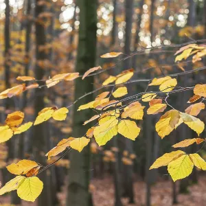 Autumnal Beech Leaves Print, Friedewald Germany Autumnal Beech Leaves Print, Friedewald Germany