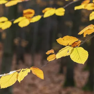 Autumn Beech Leaves Print, Friedewald Germany Autumn Beech Leaves Print, Friedewald Germany