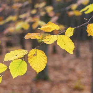 The Leaves of the Beech (Fagus) in Autumn Print The Leaves of the Beech (Fagus) in Autumn Print