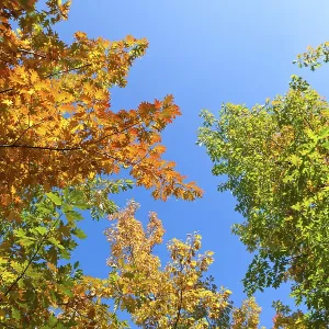 Leaves on the branches in the autumn forest