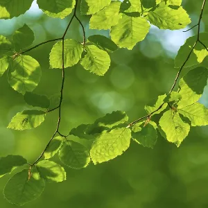 Leaves of a copper beech (Fagus sylvatica)