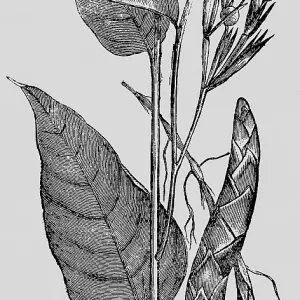 Leaves and flower of the arrowroot (Maranta arundinacea)