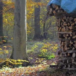 Leaves, forest in autumn, piles of firewood in the forest