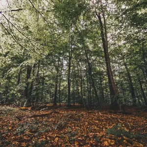 Leaves on the forest floor in the Deister forest near Hanover