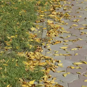 The leaves are yellow on the ground The leaves are yellow on the ground