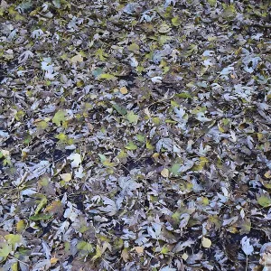 The leaves are yellow on the ground The leaves are yellow on the ground