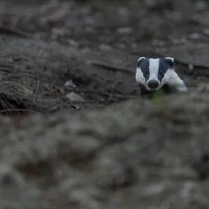 After leaving the den, badgers (Meles meles) usually devote themselves extensively to grooming