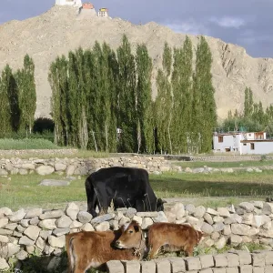 Leh Oase with cattle in the foreground Leh Oase with cattle in the foreground