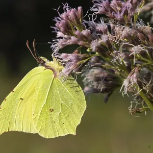 Lemon butterfly (Gonepteryx rhamni) on water azalea (Eupatorium) Lemon butterfly (Gonepteryx rhamni) on water azalea (Eupatorium)